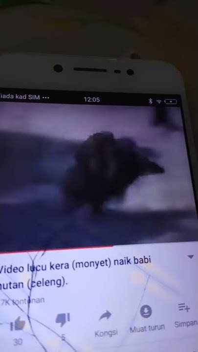 Monyet naik babi