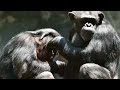 Chimpanzee Zoe Lovingly Grooms Son Johari