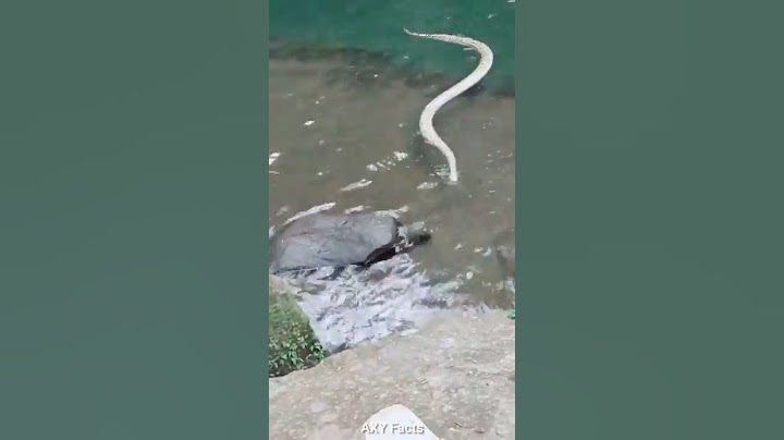 😱 पानी में घुसा साँप 🐍 Snake in the Water 😳😲 #shorts