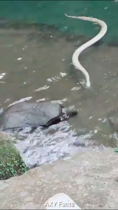 😱 पानी में घुसा साँप 🐍 Snake in the Water 😳😲 #shorts