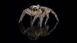 Jumping Spider Photo Compilation