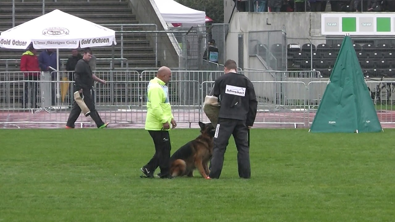 BSZS 2017 Marlo  von Baccara