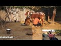 Live Milking 20 + लीटर   |   राठी चैंपियन गाय की लाइव दूध रिकॉर्डिंग