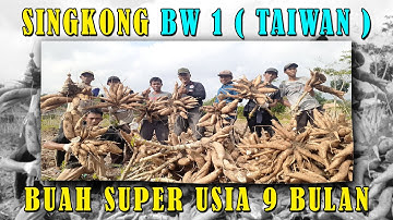 Panen singkong jenis BW 1 (Taiwan) usia 9 bulan, Harus pakai Dongkrak...!!!