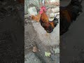 El canto de un gallo pte230