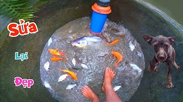 Bể Vừa Thả Cá Xong Nay Phải Hút Cạn Để Sửa Và Câu Chuyện Bùn Về Cún Đen / Quế Nghịch