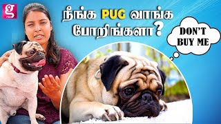 Dog வளர்க்க ஆசைப்படுறீங்களா..? இது உங்களுக்குத்தான்! | Pug Dog Information | PETS TAMIL