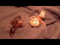 Как вылупляются цыплята,  видео из родильного отделения