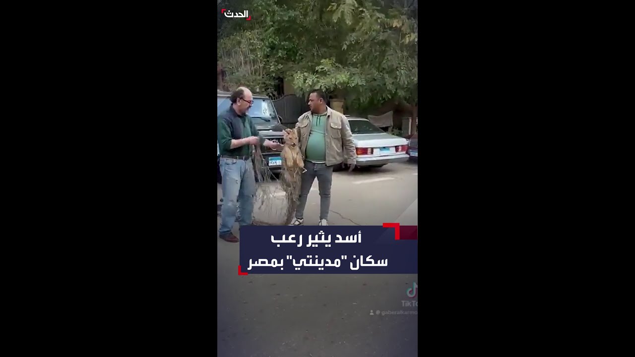 القبض على شبل أسد في “مدينتي” بمصر