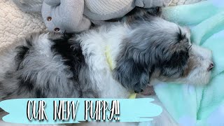 VLOG | PICKING UP OUR NEW FAMILY PUPPY!!