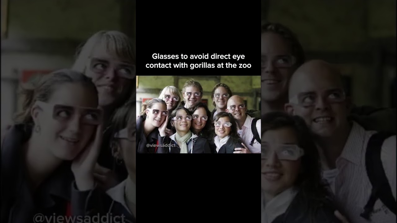 Glasses to avoid direct eye contact with gorillas at the zoo 
