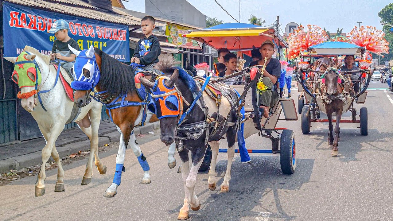 NAIK DELMAN ISTIMEWA | KUDA DELMAN - NAIK KUDA