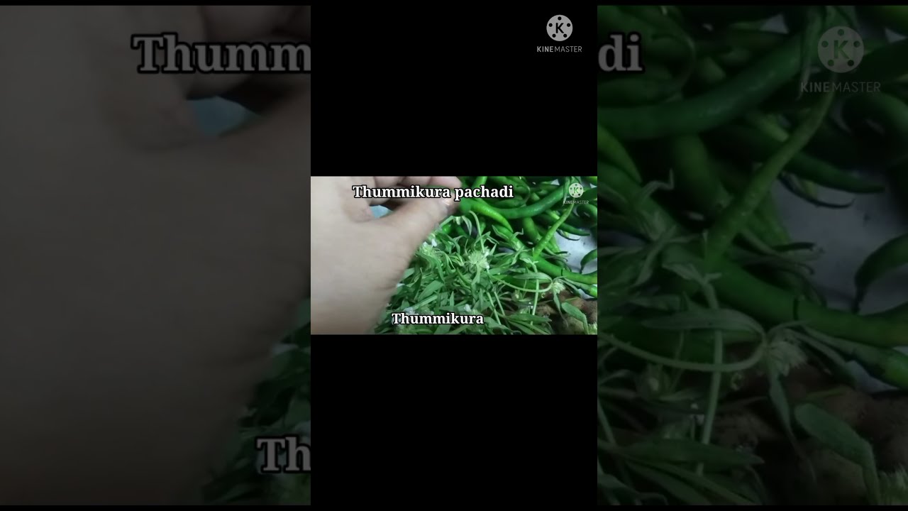 Thummikura pachadi|Shorts|Healthy|Simple Sowmya