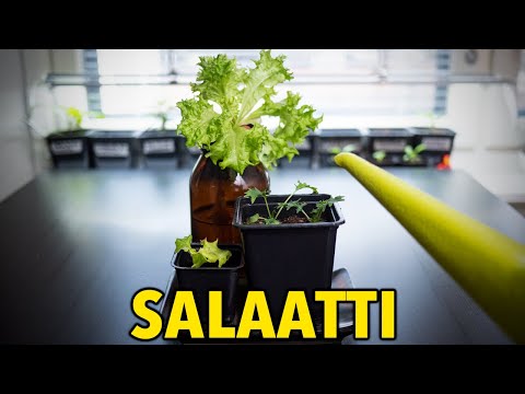 Video: Valmaine-salaatin kasvatus: Tietoa Valmainesalaatista