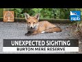 Wildlife photography at RSPB Burton Mere Wetlands Reserve