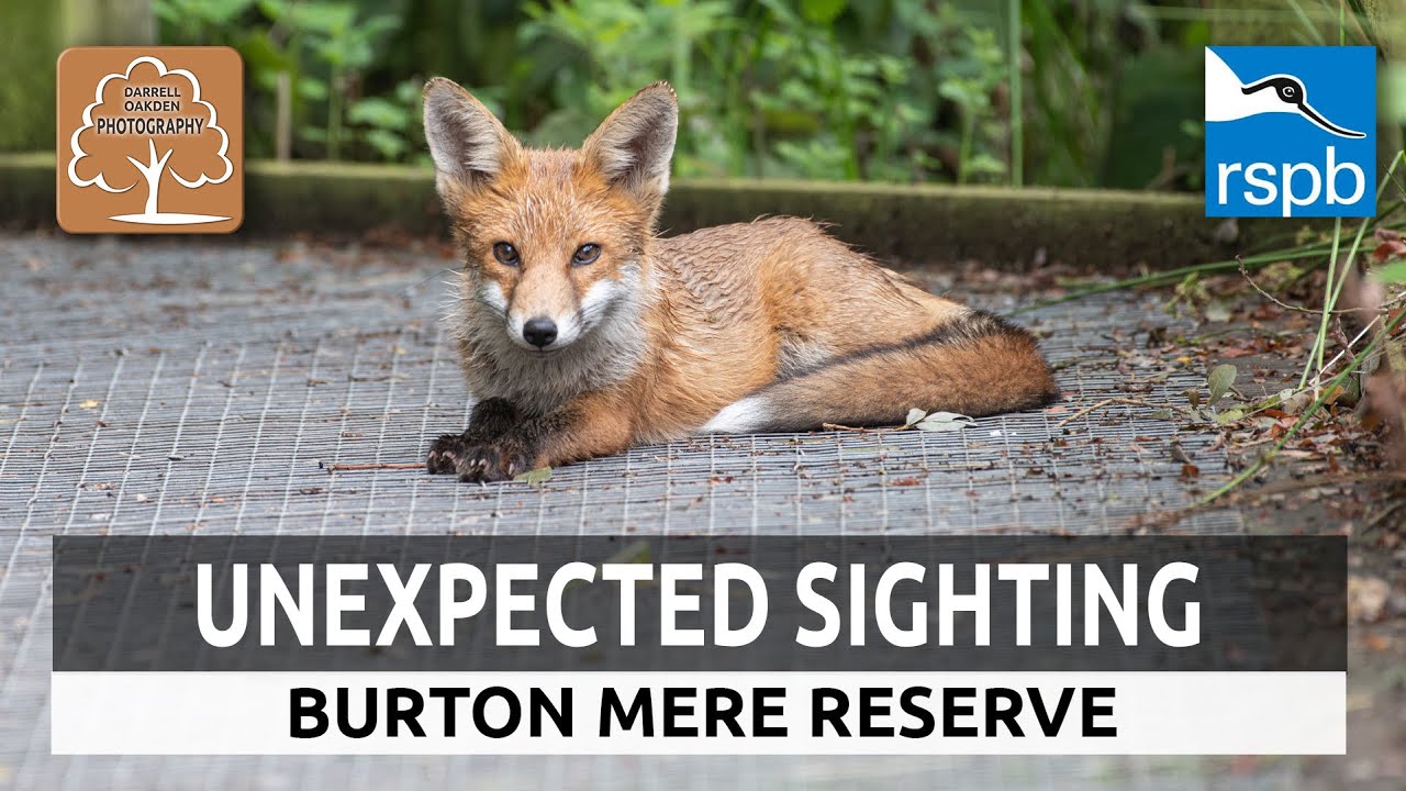 Wildlife photography at RSPB Burton Mere Wetlands Reserve