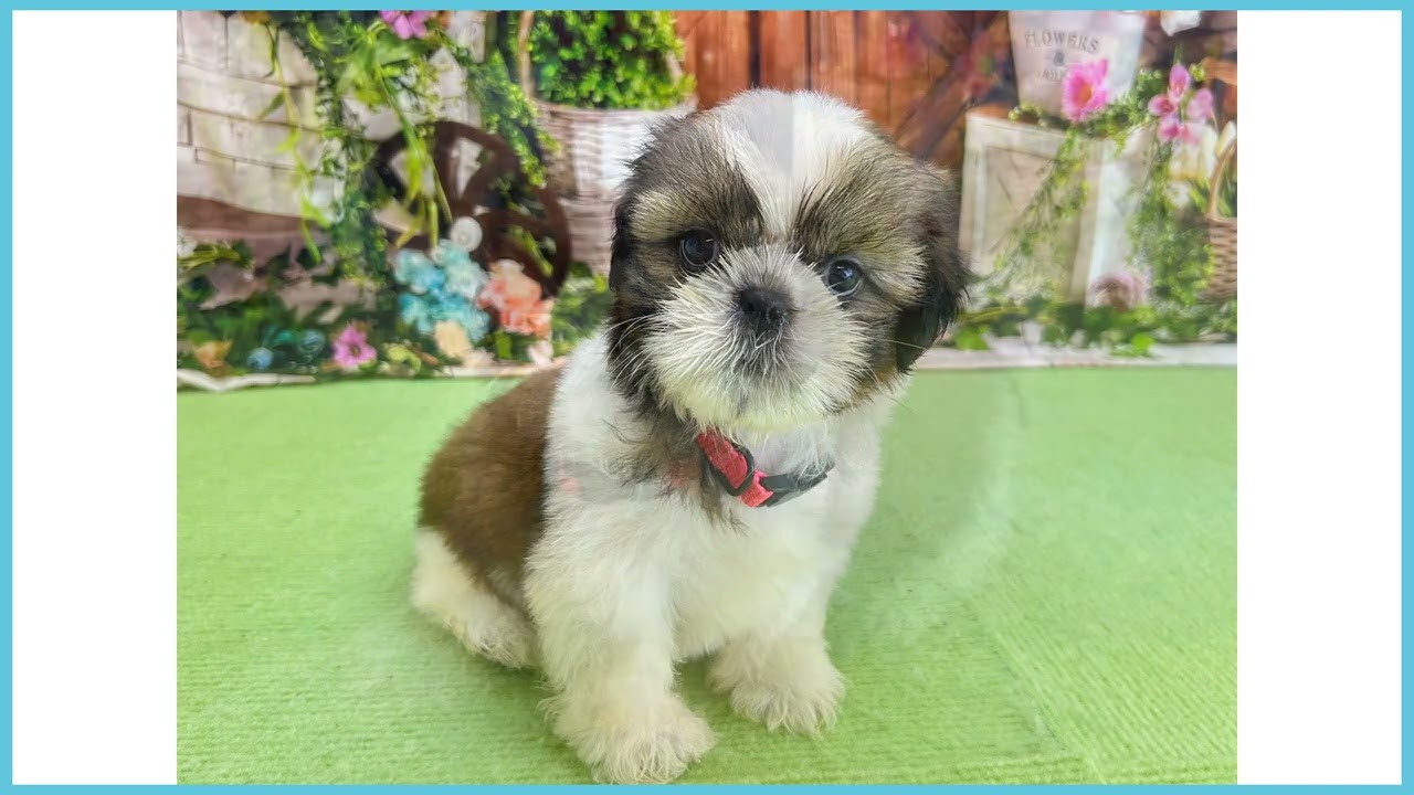 シーズー犬ページです♡ 761180 シーズー - YouTube