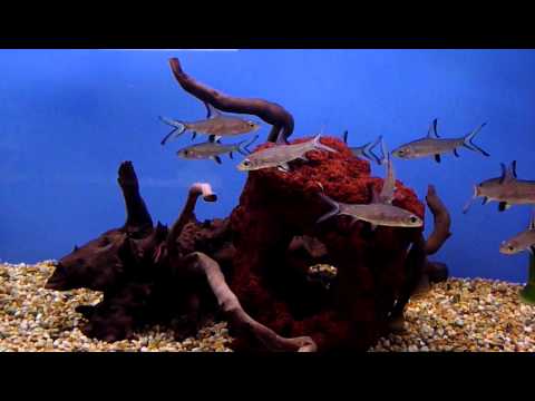 knowledge base Silver Shark @ Sweet Knowle Aquatics