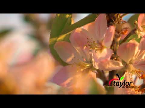 Taylor apple blossoms & Bees