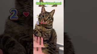 Cat Dont Touch Mekitten cat foryou funnycat