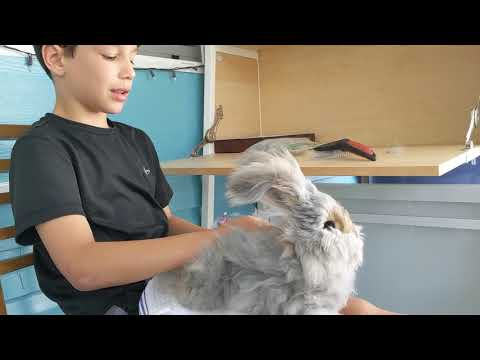 Come pettinare un Angora inglese