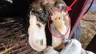 GUESS what’s underneath this CHUNK OF HOOF