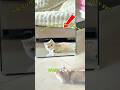 She Saw Herself For The FIRST Time 😱 #viral #trending #shorts #cat