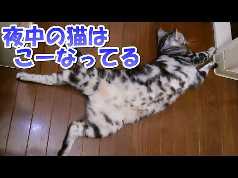 夜中のソラさんどーなってる?こーなってる(アメリカンショートヘア)