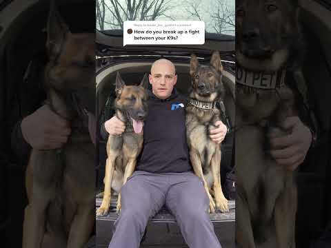 Videó: Veszélyes kutyák: Négyféleképpen képzett munkaállatok segítenek megtartani minket