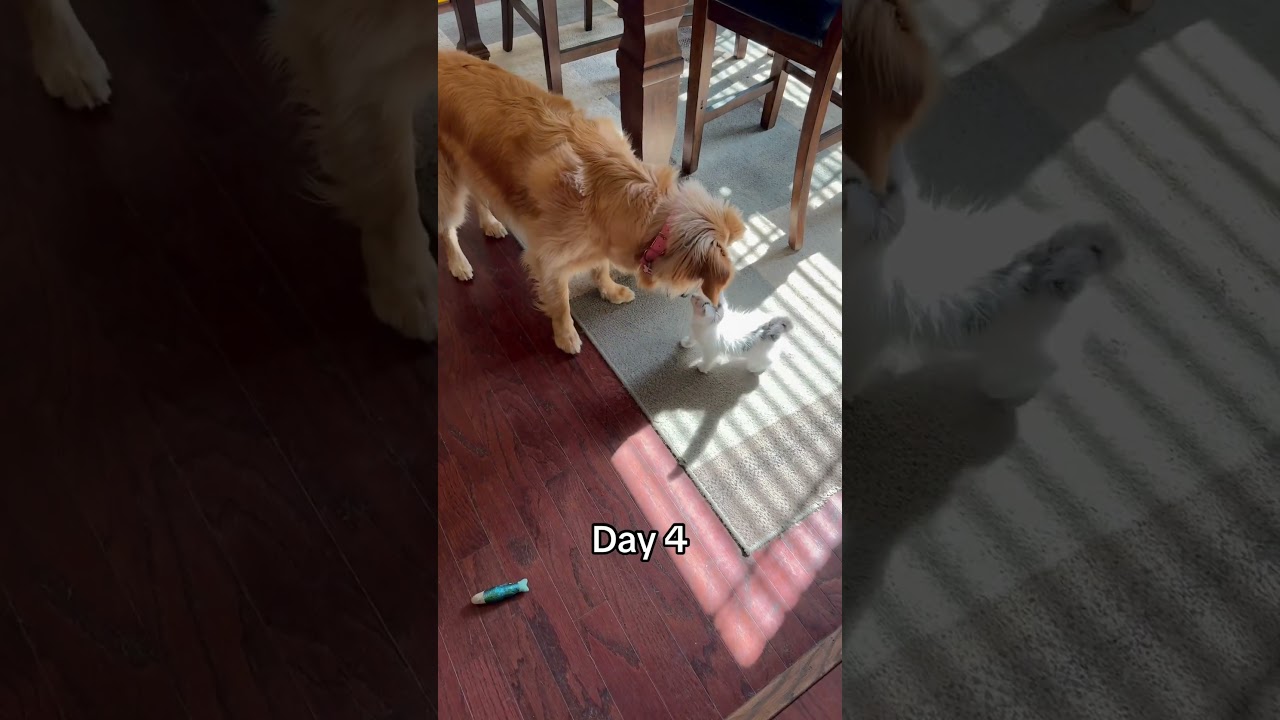My golden retriever and my kitty are absolute best friends! 🥹❤️ 
