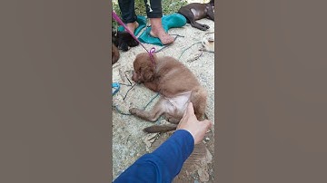 Cún đẹp rẻ ở chợ Cán Cấu 2/8/2025