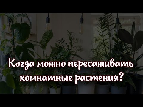 Когда можно пересаживать комнатные растения