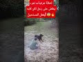 كاميرا الغابة توثق معجزة كلب ينقذ صاحبه من فم النمر اكسبلور ViralShorts HeroDog Tiger تا 