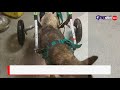 В Курске купили инвалидную коляску для раненого пса