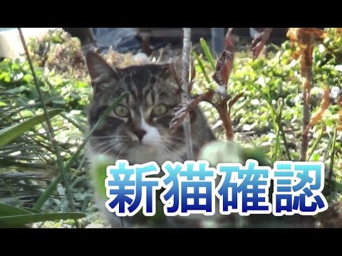 猫の集会所で新しいネコちゃんを発見しました Youtube