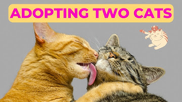 Benefits of Adopting Two Cats Together - 🐾😻 Why Two is Better Than One!
