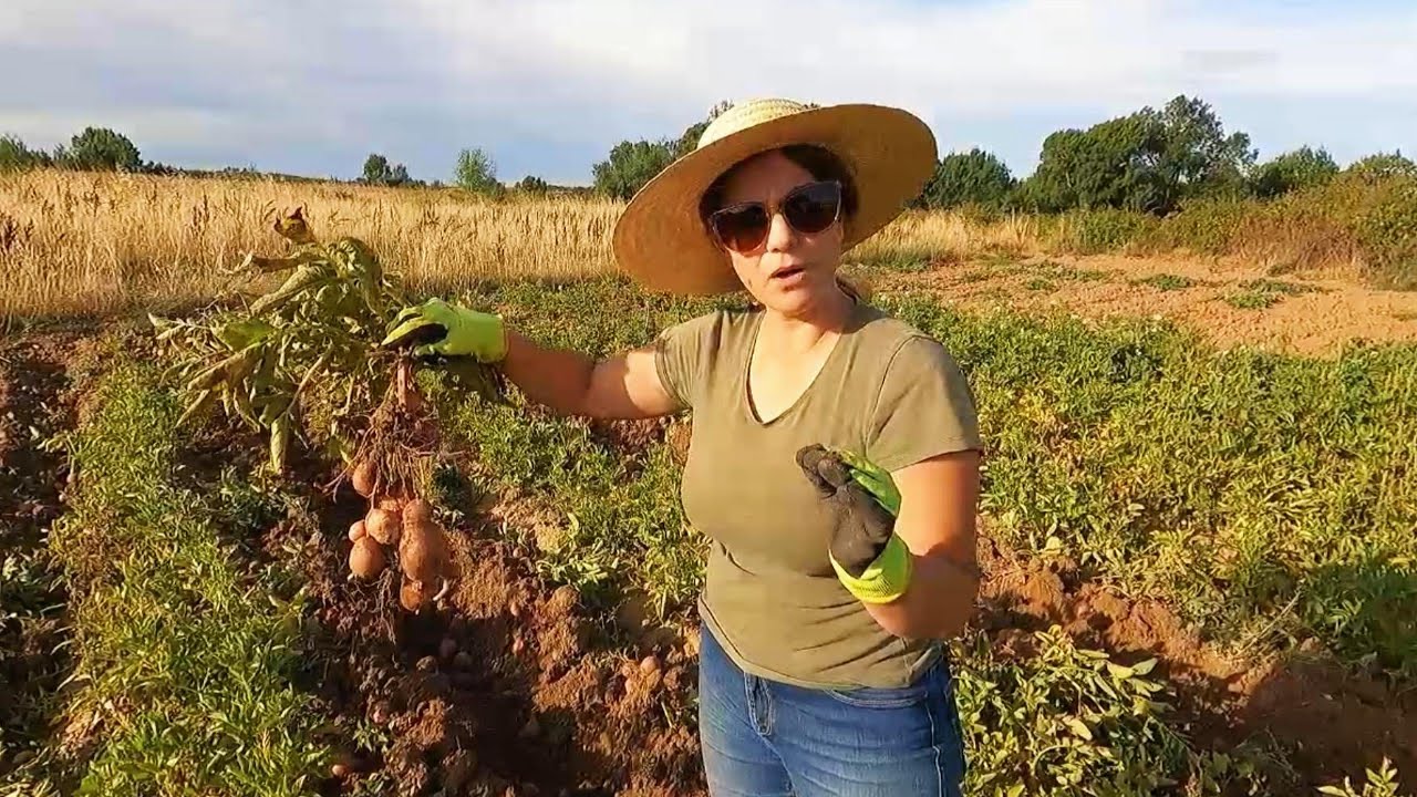 MOSTRAMOS  O BOM E O MAU- TIVEMOS A PIOR COLHEITA DE BATATAS