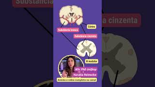 Resumão: NEURÔNIOS e CÉLULAS DA GLIA
