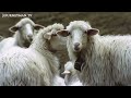 An animal documentary unlike any you have seen before | The Wild Side of Dogs | Full Film