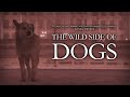 An animal documentary unlike any you have seen before  the wild side of dogs  full film