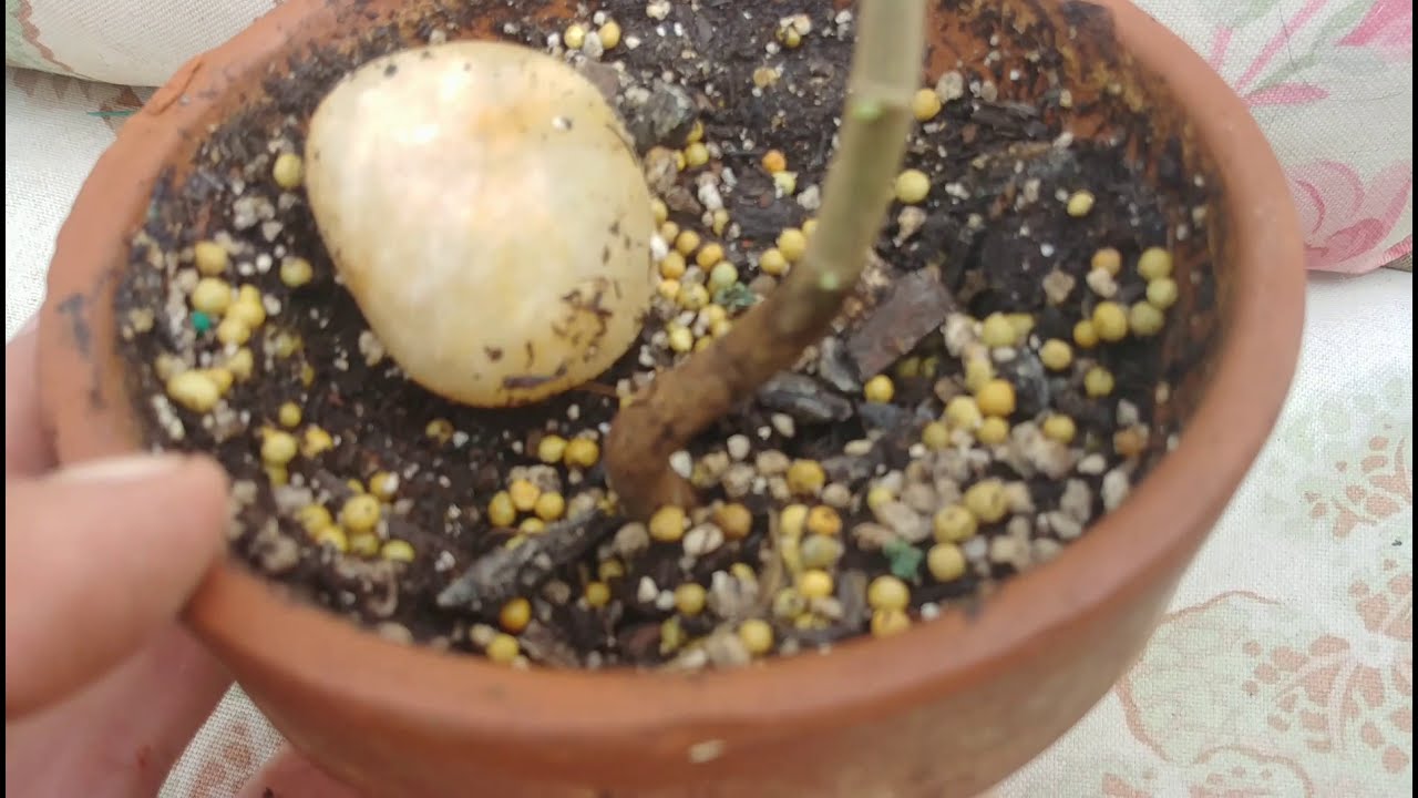 ficus bonsai sonne Bonsai Ficus 'Ginseng' - Ficus microcarpa ginseng