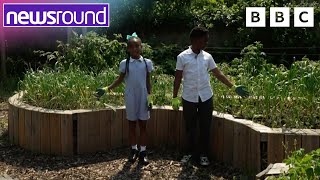 School's secret garden helps feed the community | Newsround