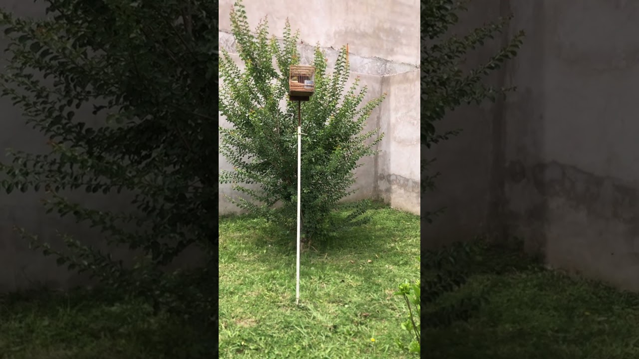 Jilguero línea uruguaya