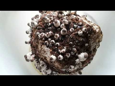 Гриб Шиїтаке, сухий в цілому вигляді — 150 грам., видео 2