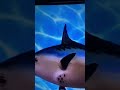 SpongeBob intro aidendish channel 6.6