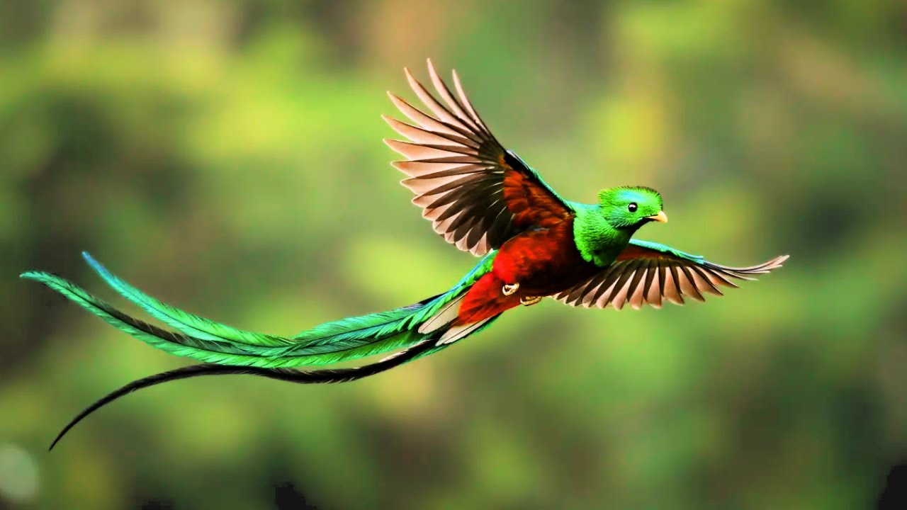 Top 10 Most Exotic and Beautiful Birds in the World