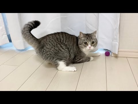 うんちした後は変なテンションでひたすら走り回る猫がこちらですw