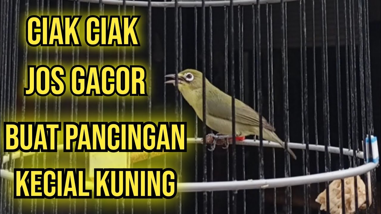 ✅ciak ciak jos gacor | jadi pancingan kecial kuning 💛 lombok