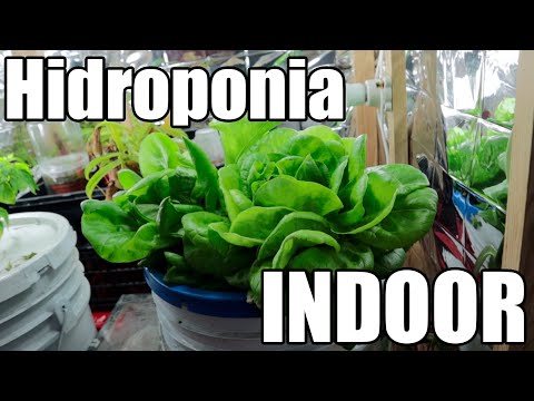 Vídeo: Com Cultivar Indook