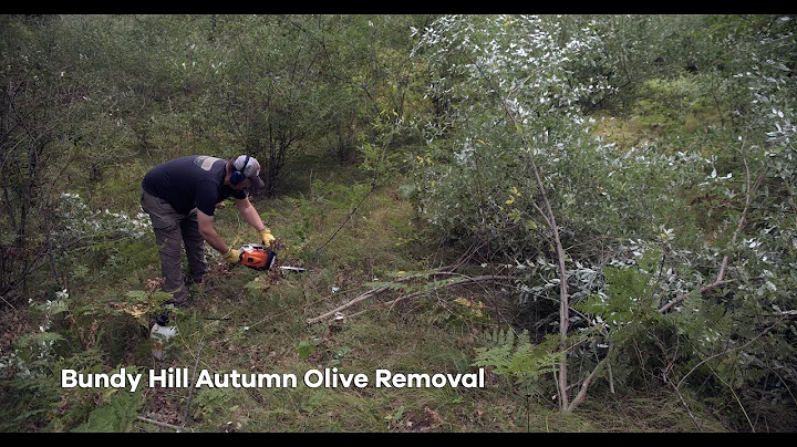 Bundy Hill Autumn Olive Removal